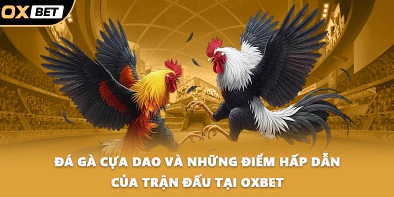 Đá gà cựa dao