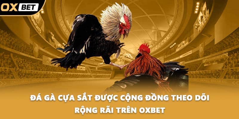 Đá gà cựa sắt được cộng đồng theo dõi rộng rãi trên OXBET