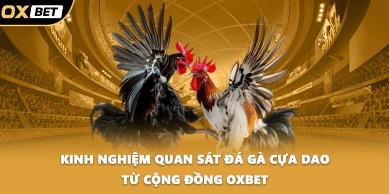 Kinh nghiệm quan sát đá gà cựa dao từ cộng đồng OXBET