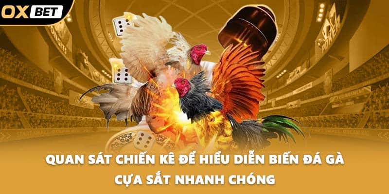 Quan sát chiến kê để hiểu diễn biến đá gà cựa sắt nhanh chóng