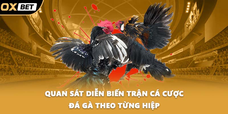 Quan sát diễn biến trận cá cược đá gà theo từng hiệp
