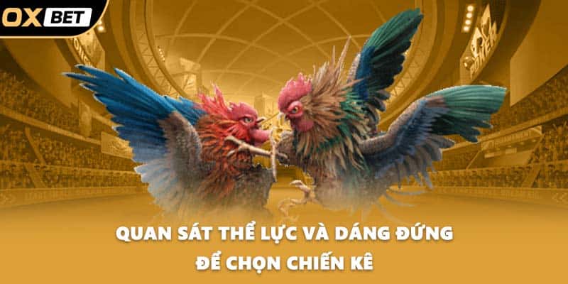 Quan sát thể lực và dáng đứng để chọn chiến kê