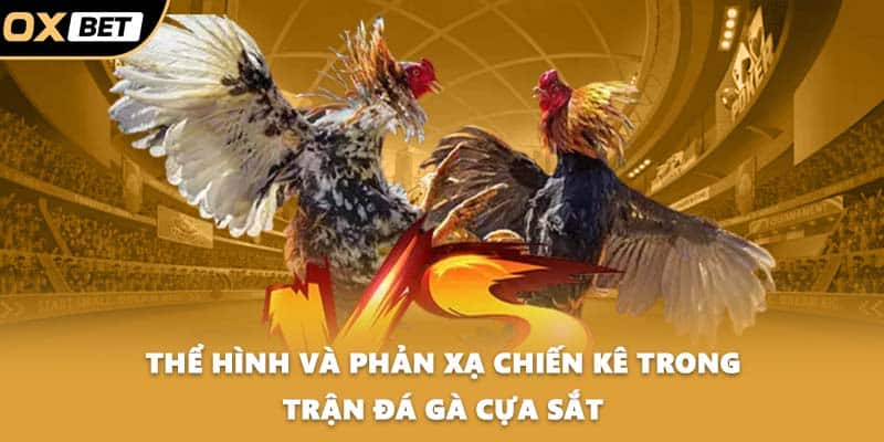 Thể hình và phản xạ chiến kê trong trận đá gà cựa sắt