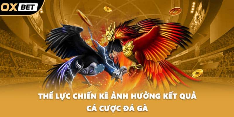 Thể lực chiến kê ảnh hưởng kết quả cá cược đá gà