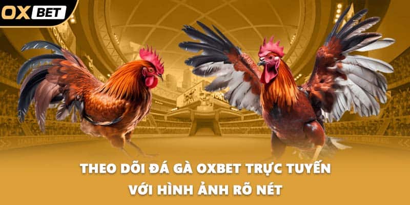 Theo dõi đá gà OXBET trực tuyến với hình ảnh rõ nét