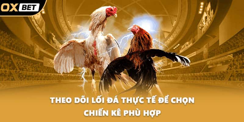 Theo dõi lối đá thực tế để chọn chiến kê phù hợp
