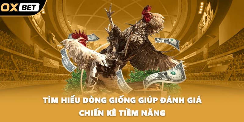 Tìm hiểu dòng giống giúp đánh giá chiến kê tiềm năng