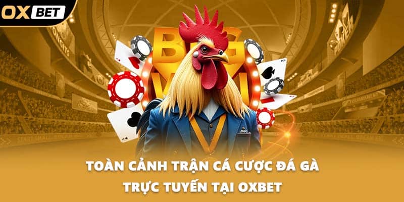 Toàn cảnh trận cá cược đá gà trực tuyến tại OXBET