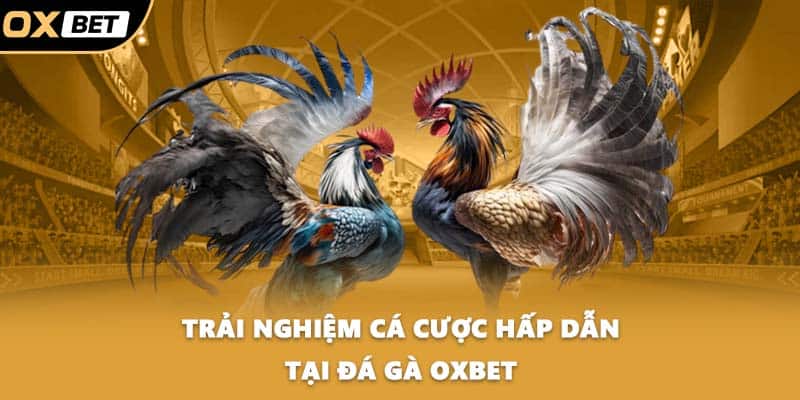 Trải nghiệm cá cược hấp dẫn tại đá gà OXBET